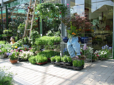 Beet-, Balkon- und Gartenpflanzen in unserer Filiale, Beispiel 1
