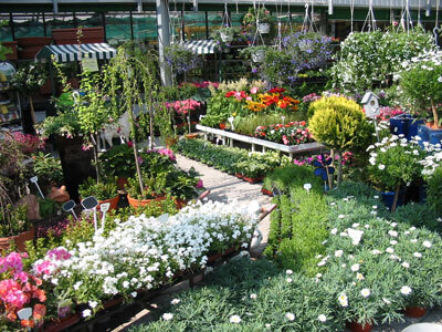 Beet-, Balkon- und Gartenpflanzen in unserer Filiale, Beispiel 2