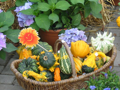 Beet-, Balkon- und Gartenpflanzen in unserer Filiale, Beispiel 3