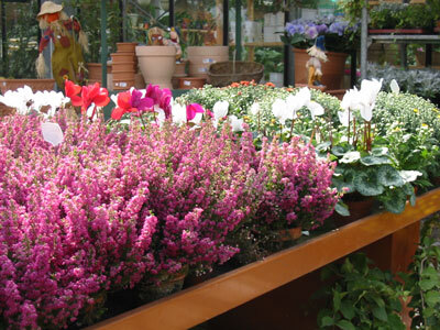 Beet-, Balkon- und Gartenpflanzen in unserer Filiale, Beispiel 4
