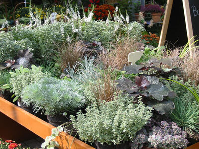 Beet-, Balkon- und Gartenpflanzen in unserer Filiale, Beispiel 5
