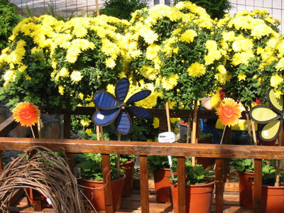 Beet-, Balkon- und Gartenpflanzen in unserer Filiale, Beispiel 7