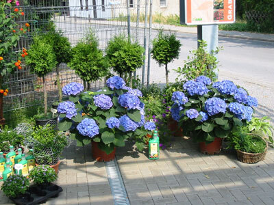 Beet-, Balkon- und Gartenpflanzen in unserer Filiale, Beispiel 8