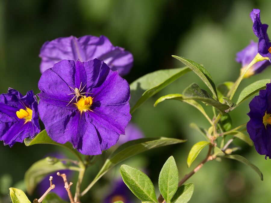Tiefblaue Blüten eines Enzianstrauchs