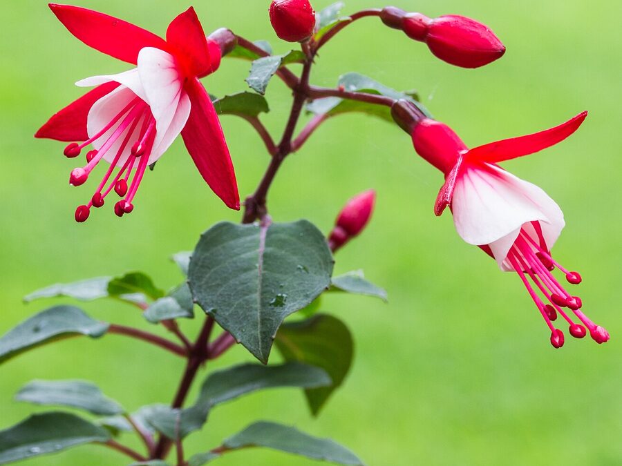 Rot-weiße Fuchsienblüten mit langen Staubfäden