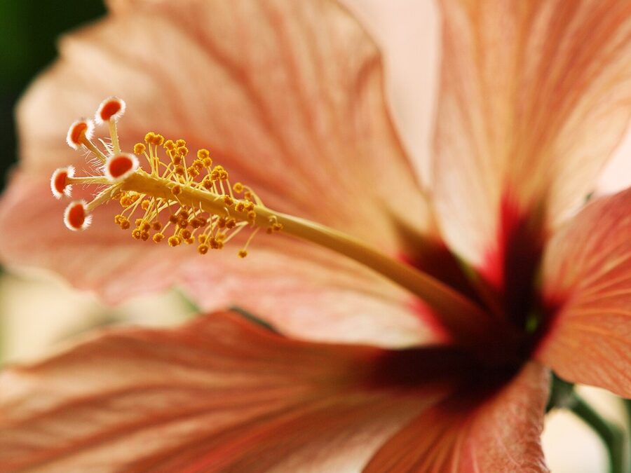 Geöffnete Hibiskusblüte in zartem Apricot mit dunkelrotem Blütengrund
