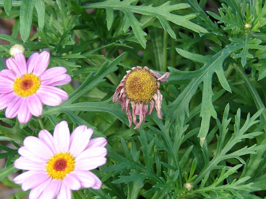 Blühende Strauchmargeriten mit gelber Blütenmitte