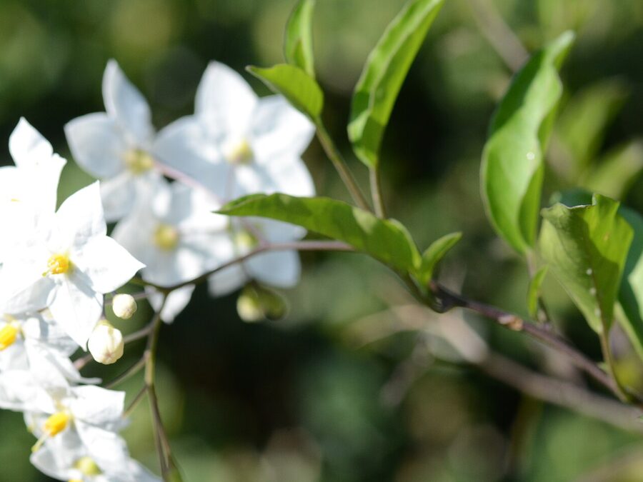 Weiße Blüten des Sommerjasmins an rankenden Trieben
