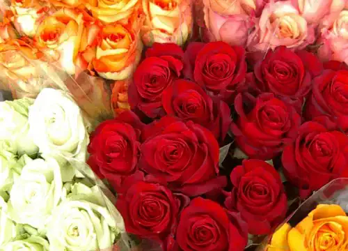 Frische Blumen direkt vom Erzeuger